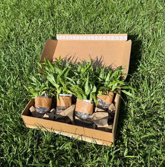 Florida Special Pineapple plants braced in the shipping box, ready to go out