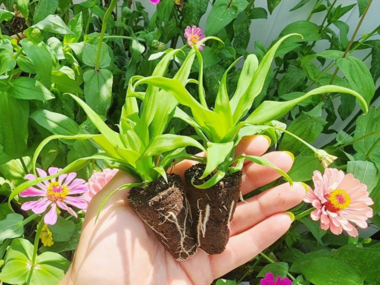Florida Special Pineapple starter plants out of the tray, showing the rooted plug