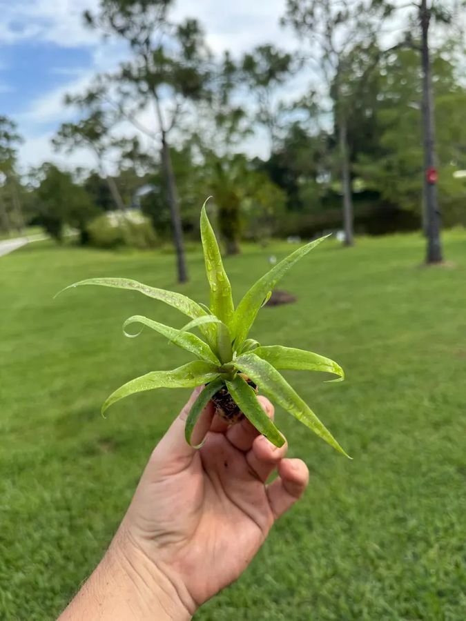 Florida Special Pineapple starter plant held in one hand, showing the size we ship
