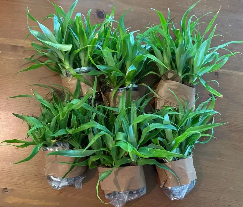 Florida Special Pineapple plants wrapped in kraft paper — six, the minimum order